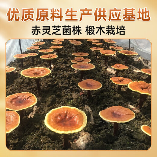 富元康灵芝孢子油软胶囊 长白山破壁灵芝孢子粉萃取 增强免疫力 高含量 【周期装】孢子油1OO粒*3瓶