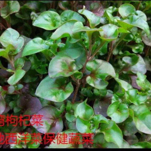 10-pack of dryland watercress, wolfberry, Thai watercress, fresh wild vegetables, 50 seedlings