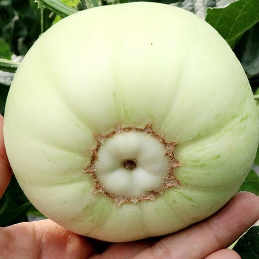 Farmer's Son Japanese Sweet Treasure Melon Seeds Old Variety Early-maturing Thin-Skinned Rock Sugar Melon Seeds (R) Fuji Sweet Treasure Musk Melon Seeds 10gx2
