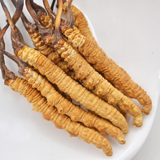 3 snowy areas in the Xiongfengdao area/gram Cordyceps sinensis Cordyceps gift box 25 grams pack 80 real hair