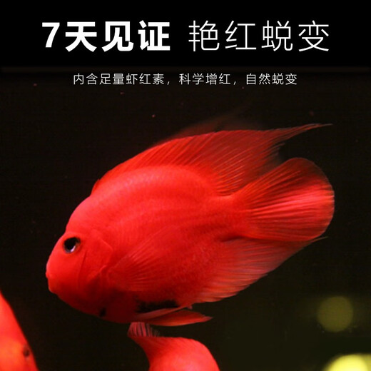 Einheitlicher Papageienfischfutter, Luohan -Fischfutter, farbiger Fisch, Getreide, Blutpapageifutter, helle Zierfische, roter Fisch, Blutpapagei 688g, helles mittelgroßes Getreide