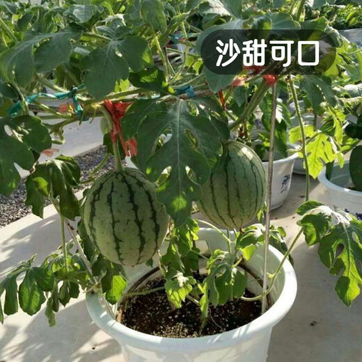 Fengming Yashi potted small watermelon seeds, early-maturing watermelon seeds, thin skin, few seeds, red flesh watermelon, small sugar pills, 10 seeds