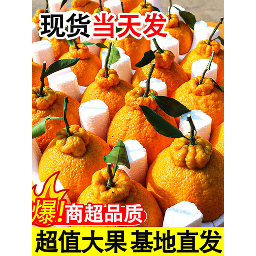 Fish in seven seconds Sichuan Wudaoyu Orange, Whole box of rakes oranges, 9Jin[Jin equals 0.5 kg] Extra large fruit single fruit 85-90MM