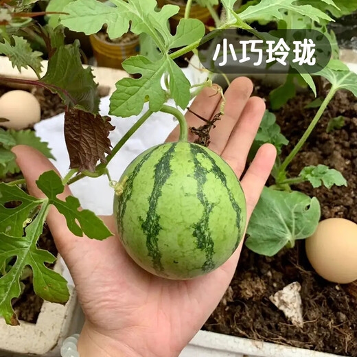 Fengming Yashi potted small watermelon seeds, early-maturing watermelon seeds, thin skin, few seeds, red flesh watermelon, small sugar pills, 10 seeds