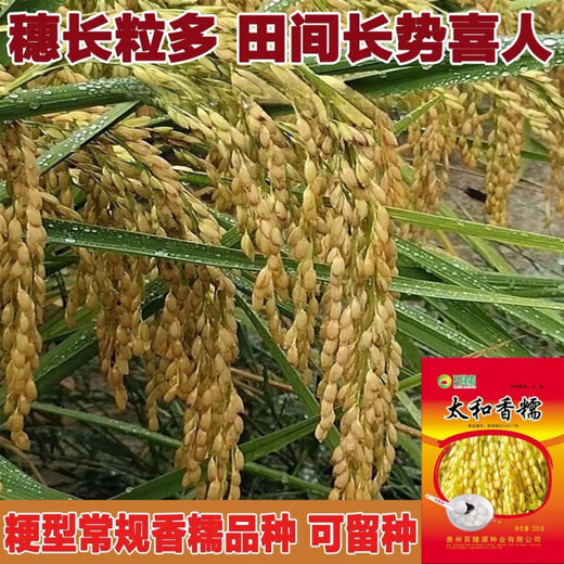 Гуйчжоу Тайхэ Сяннуо/Хуинуо 330/Цяннуою 88 семян ароматного клейкого риса семена короткозернистого клейкого риса круглые Тайхэ Сяннуо одна упаковка (круглый клейкий рис 200 г) обычный