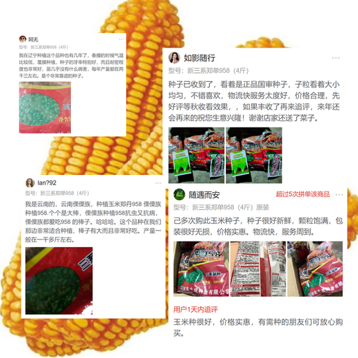 Suiyiman Zhengdan 958 corn seed high yield short stem lodging resistant corn seed big stick Sichuan Shandong good corn Zhengdan 958 four Jin Jin is equal to 0.5 kg / one bag