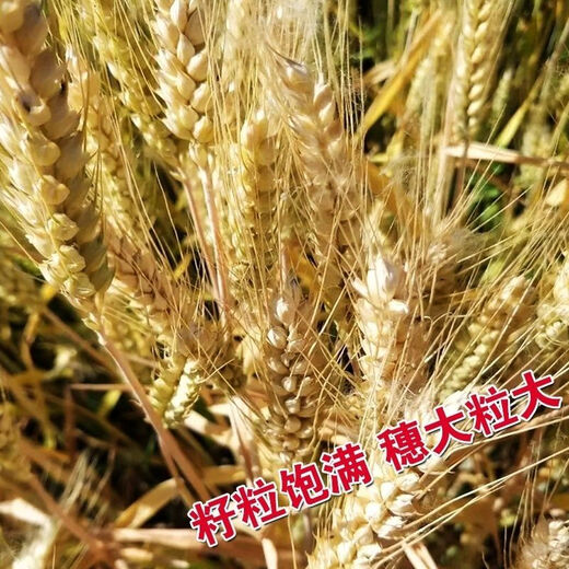 Zhengmai 9023 wheat seeds have short stems, large ears, early maturity, disease resistance, cold resistance and lodging resistance, and can be used as cat food. Zhengmai 9023 unpacked. Two Jin Jin equals 0.5 kg.