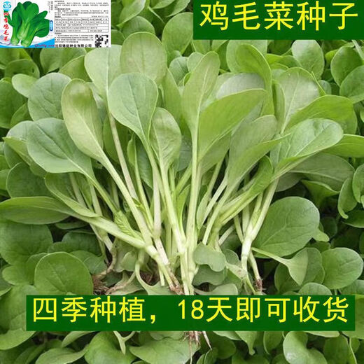 全新鸡毛菜种子 四季播种抗热耐寒蔬菜种子小白菜籽小青菜籽 鸡毛菜种子-四季新品种发芽率90% 原装1包约1098粒【划算】