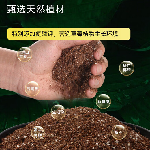 Devodo Strawberry Special Nutrient Soil 8L Gardening Green Planting Fruits and Vegetables Organic Soil Balcony Potted Farmhouse Planting Soil