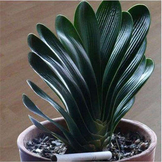 Посадка цветущих старых саженцев кливии в горшках с цветочными почками, подходит для выращивания сочных цветов и зеленых растений в любое время года, комнатные саженцы с круглой головкой размером с монах, упакованные с высококачественной кливией 7-9 листьев + сырые, горшок не входит в комплект.