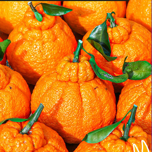 Fish in seven seconds Sichuan Wudaoyu Orange, Whole box of rakes oranges, 9Jin[Jin equals 0.5 kg] Extra large fruit single fruit 85-90MM