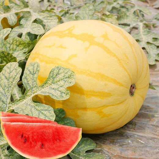 Dayu Yellow Heart Watermelon Seeds Complete Collection Early Maturity Yellow Skin Red Flesh Yellow Flesh Special Xiaofeng Watermelon Seeds Southern Fruit Futian Jinlinglong Watermelon Seeds 30 Simple Packs