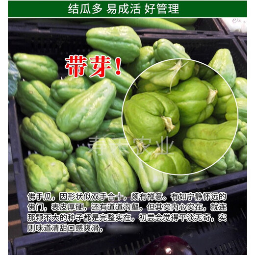 Chayote seeds, handrail melons, four-season seedlings, asparagus seeds, freshly planted seedlings, melon seedlings, melon seeds, chayote melon seeds, 10 pieces