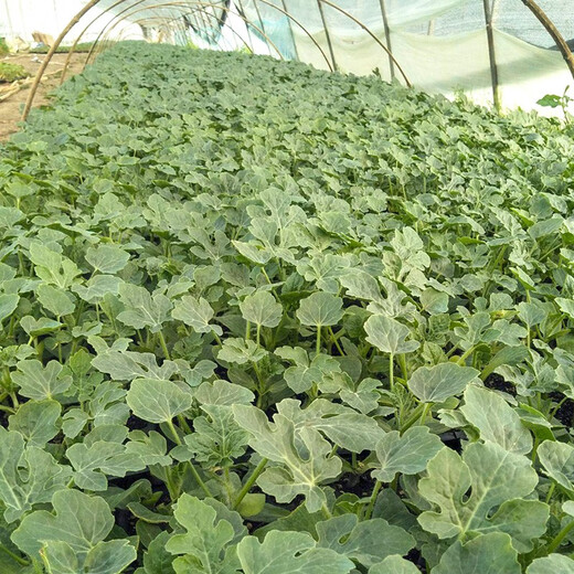 Shouhe watermelon seeds extra large sweet southern spring 8424 unicorn melon early maturing fruit four seasons black skin Shouhe thumb watermelon seeds 50 capsules