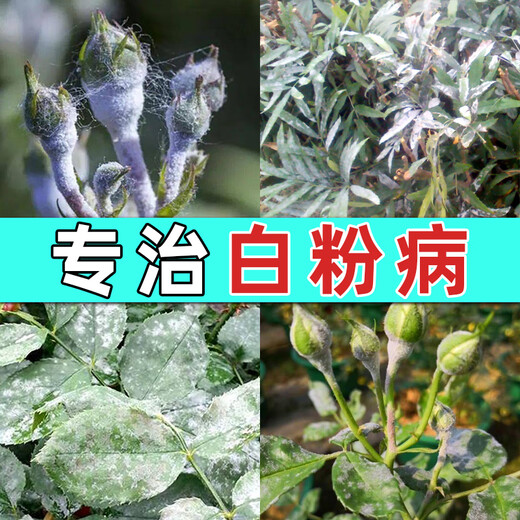 Special medicine for rose succulent strawberry flowers powdery mildew azoxystrobin carbendazim plant vegetable pesticide fungicide 30g