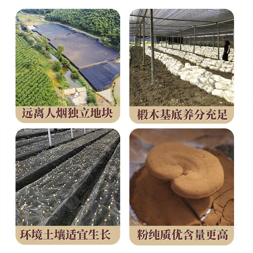 却老斋牌 有机破壁灵芝孢子粉 高三萜12g中老年营养保健品增强免疫力 孢子粉100g*6盒【300天量】