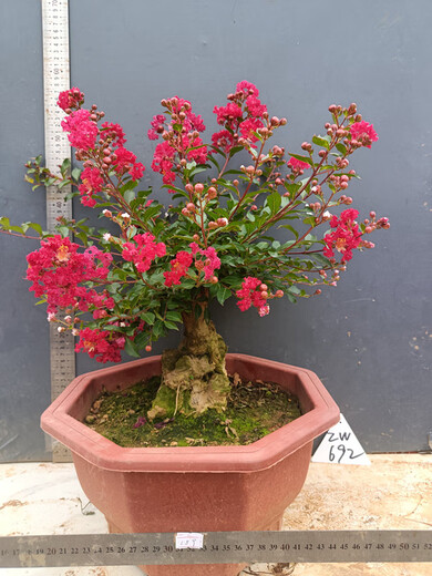 Hermosa fruta casada Flor roja Cruciferum ¡Pila antiguo Bonsai Red Rocket cien días Balcón Rojo Balcón Jardín Flor Flora de injerto Flor roja 679 bien con planta en maceta