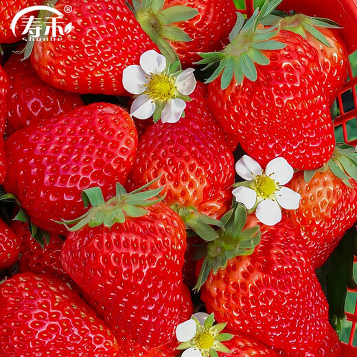Shouhe Cream Strawberry Seeds Indoor Four Seasons Winter and Spring Potted Cream White Strawberry Winter and Spring Sowing Seeds Four Seasons Strawberry Seeds 200 capsules/bag