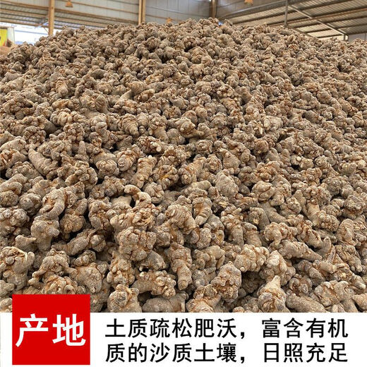 三七头三七云南文山春三七特级500g/100g田七粉可代磨粉 三七【整个】 三七20头20个【500克】