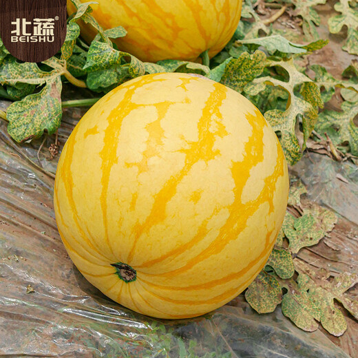 Beishu Jinlinglong watermelon seeds seedlings yellow skin red flesh watermelon fruit seeds Jinlinglong watermelon seeds about 20 pieces