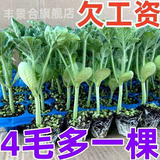 High-yielding watermelon seedlings 8424 Rock Sugar Kirin Melon Sweet King Large Watermelon Seedlings Southern Balcony Potted Small Watermelon Seedlings High Quality 8424 Watermelon Seedlings Carefully Selected 10 Plants, Lots of Fruit + Fertilizer