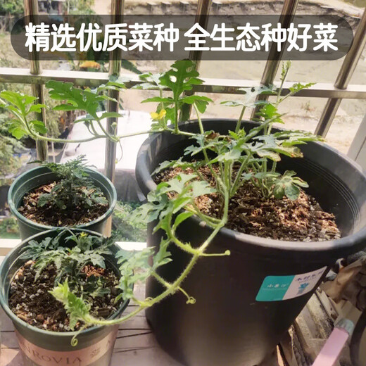 Fengming Yashi potted small watermelon seeds, early-maturing watermelon seeds, thin skin, few seeds, red flesh watermelon, small sugar pills, 10 seeds