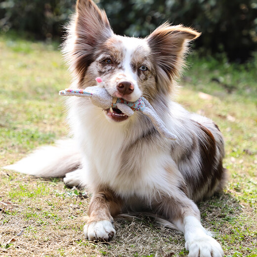 GiGwi dog long-legged toy, plush barking sound, small dog puppy pet self-pleasure and boredom relief artifact pet toy