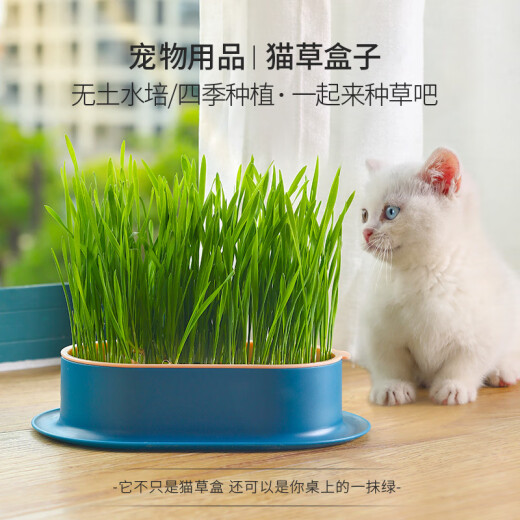 Crazy Master [6 bags] Cat Grass Seeds Cat Grass Potted Plant Set Cat Mint Hair Removal Balls Cat Snacks Teeth Grinding and Cleansing