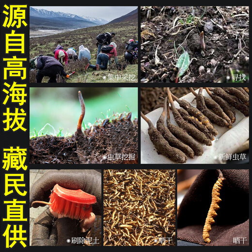 雄风道藏区雪域冬虫夏草 2根/克正宗虫草无断草礼盒装10根起拍