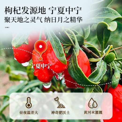 Tongrentang (Trt) Wolfberry Ningxia Zhongning Red Wolfberry getrocknete Goji -Beeren, die in Wasser getränkt sind, damit Männer Wein und Gesundheits -Tee herstellen können