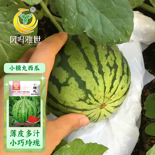 Fengming Yashi potted small watermelon seeds, early-maturing watermelon seeds, thin skin, few seeds, red flesh watermelon, small sugar pills, 10 seeds