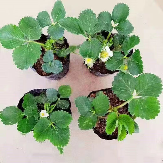 Strawberry seedlings shipped from original soil, blooming and big fruit, cream strawberry seedlings for four seasons, wholesale of current year fruit plug seedlings, 12 cream strawberries, shipped from original soil + fertilizer