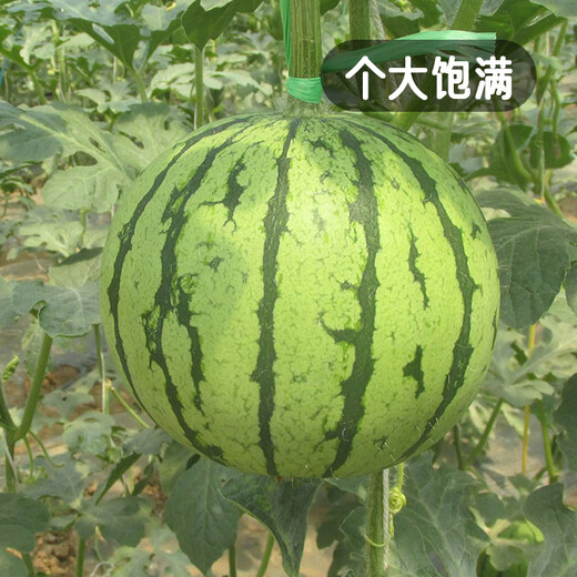 Fengming Yashi gift small watermelon seeds early maturing greenhouse four-season seeds thin-skinned yellow-flesh ice unicorn watermelon seeds 50 capsules