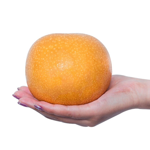 Beijing fresh green earth Laiyang old tree Qiuyue pear 6Jin Jin is equal to 0.5kg 6 pieces high-quality large fruit fruit gift box