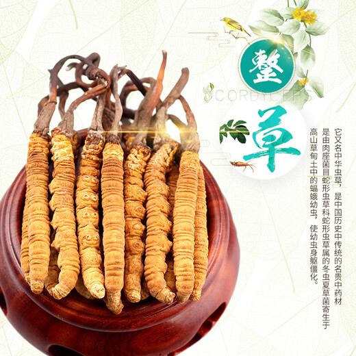3 Stücke pro Gramm der Xiongfeng Road Cordyceps sinensis Geschenkbox