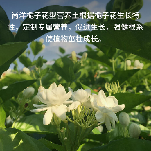 Shangyang gardenia special nutrient soil 8L gardening vegetable and flower soil planting flower granular soil organic peat soil