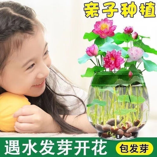 Bowl of lotus seeds, colorful hydroponic flowers, water-grown four-season lotus, lotus seeds, lotus root green water plants, mixed-color bowl of lotus seeds, budding when exposed to water, blooming in all seasons, 100% budding, 45 capsules, multi-color mixed, already opened