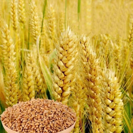 Zhengmai 9023 wheat seeds have short stems, large ears, early maturity, disease resistance, cold resistance and lodging resistance, and can be used as cat food. Zhengmai 9023 unpacked. Two Jin Jin equals 0.5 kg.