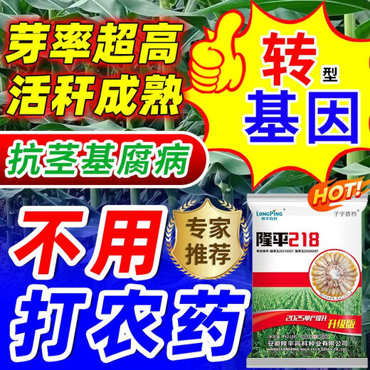 Brawny Five Purple and Eight Resistant Corn Seeds Complete Collection of Academy of Agricultural Sciences Authentic National Approval Low Stems Lodging Resistant Big Sticks Resistant to Diseases and Insects Braised Grains 5A Purified Upgraded Approximately 4201 Grains