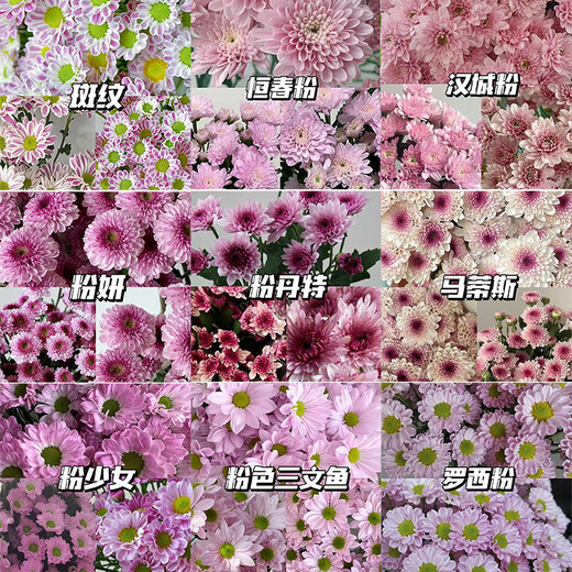 5 multi-headed daisies in random colors