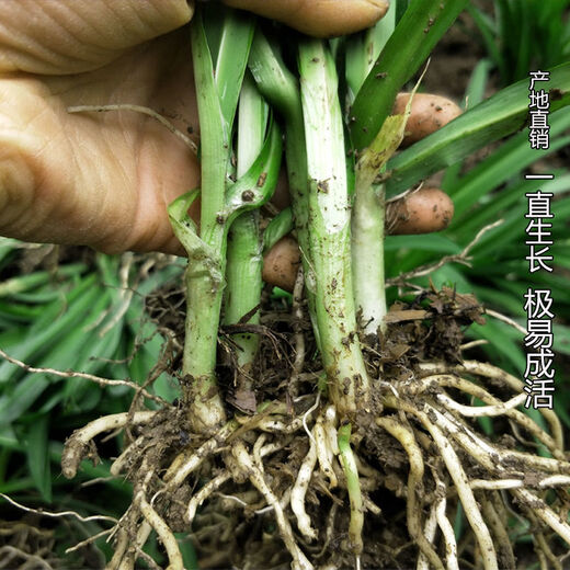 Guizhou local specialty authentic stone leek, large broad-leaf leek, Guanyin giant leek, wild broad-leaf potted leek root, 30 medium seedlings, dug with mud, no pots included, guaranteed to arrive fresh