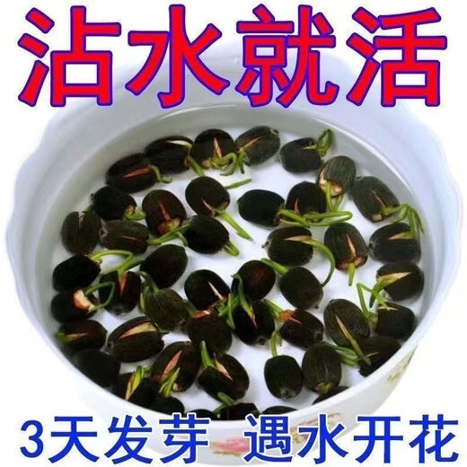 Bowl of lotus seeds, colorful hydroponic flowers, water-grown four-season lotus, lotus seeds, lotus root green water plants, mixed-color bowl of lotus seeds, budding when exposed to water, blooming in all seasons, 100% budding, 45 capsules, multi-color mixed, already opened
