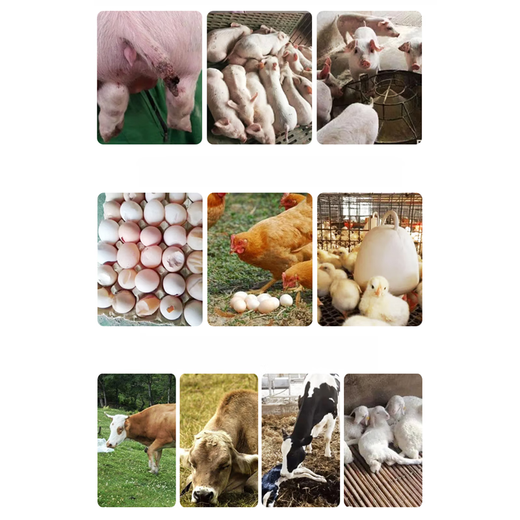 Veterinary quick supplement of calcium, phosphorus, magnesium and potassium oral liquid for veterinary use, pig, cattle, sheep and chicken production paralysis, calcium and phosphorus feed additive, price of 1 bottle