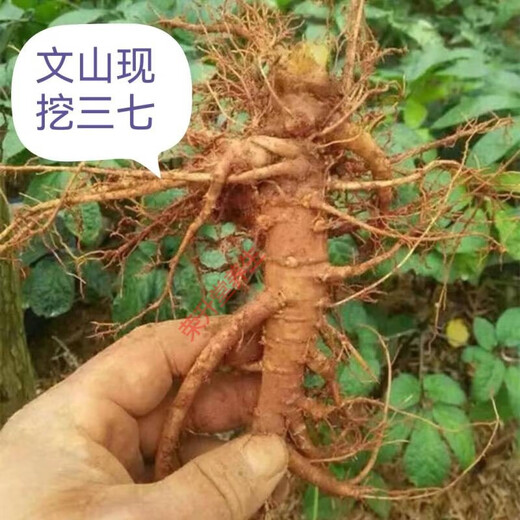 【顺丰快递】新鲜三七精选云南文山三七头带根须新鲜田七泡酒料活三七 精选鲜三七8个左右500克