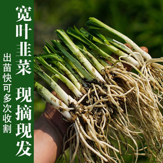 Guizhou local specialty authentic stone leek, large broad-leaf leek, Guanyin giant leek, wild broad-leaf potted leek root, 30 medium seedlings, dug with mud, no pots included, guaranteed to arrive fresh