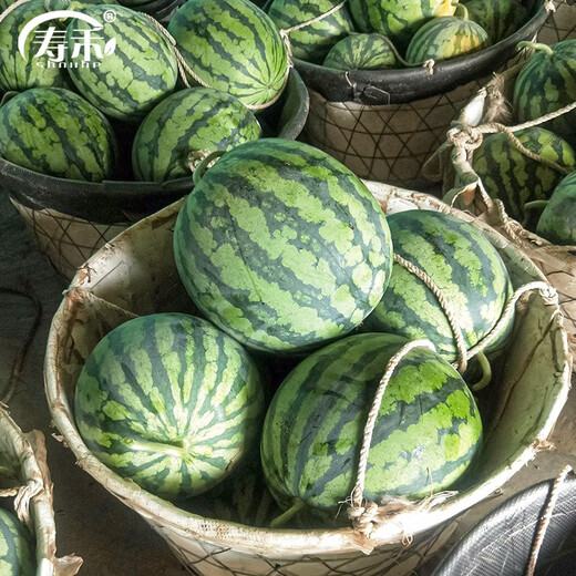 Shouhe crunchy type 8424 watermelon seeds, early good quality, early maturity, thin skin, summer and autumn seeds, watermelon seeds, 40 pieces of crunchy 8424 watermelon seeds