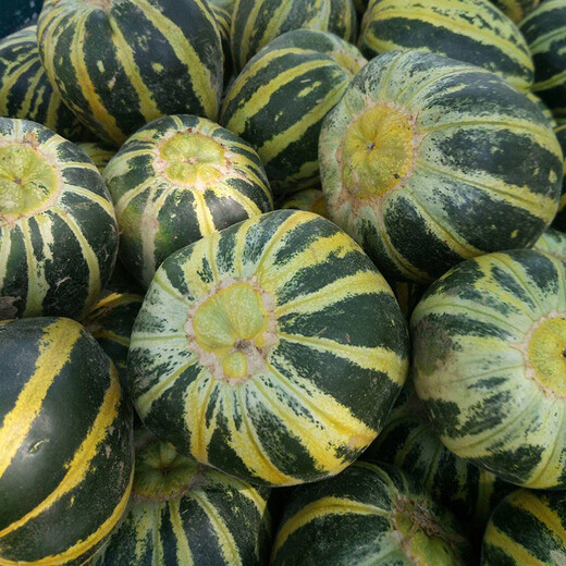 Beishu melon seeds, emerald rock sugar seeds, croissant honey, white sand honey, spring melon seeds, Beishu sweet tooth rock sugar melon seeds, about 60 pieces, 5 bags