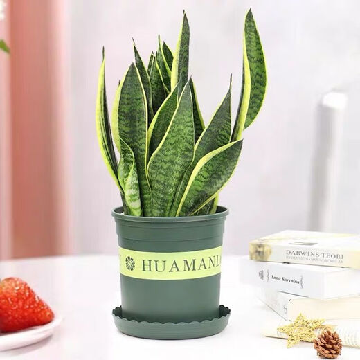 秋颖金边龙舌兰盆栽 多肉植物 虎皮兰绿植花卉好养 大颗金边龙舌兰35-40CM左右 原土发货（耐旱植物易养活）