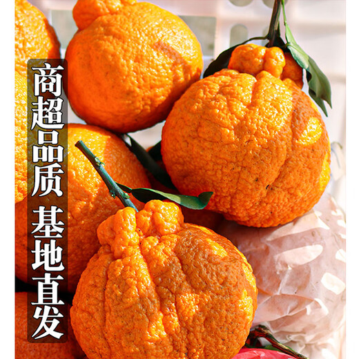 Fish in seven seconds Sichuan Wudaoyu Orange, Whole box of rakes oranges, 9Jin[Jin equals 0.5 kg] Extra large fruit single fruit 85-90MM