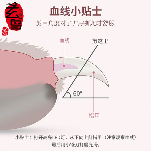 Black Bird Cat Nail Clippers Pet Nail Clippers Nail Clipper Rabbit Grooming Tools Dog Nail Clippers LED Lighting Blood Line Pink LED Light + File + Battery